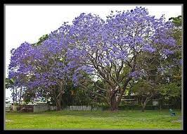 Most avocado trees cannot tolerate any frost, or at the most temperature down to around 28 0 f. Flowering Trees In Florida