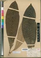 Image result for Chrysophyllum gorungosanum