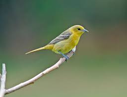 Birds That Look Like Orioles Posts About Orchard Oriole On Philip Schwarz Photography Blog Wildlife Photography Orioles Pet Birds