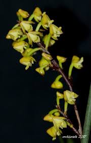 Image result for Polystachya malilaensis