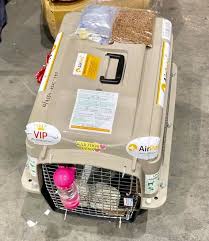 Sofort kostenlos und ohne anmeldung anfragen 17 Pet Relocation Services In India Ideas Pet Relocation Pet Transport Relocation Services