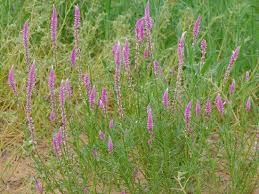 Image result for Hermbstaedtia scabra