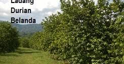 Cara menanam durian dalam pot. Sitnoolo Blogspot Com Tips Tanaman Tanaman Durian Belanda Di Maran Sitnoolo Blogspot Com