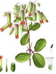 En realidad, solamente se puede controlar con fármacos, dieta y. Kalanchoe Planta Medicinal Para La Diabetes Hipertension Dolores O Ulcera De Estomago Miss Chen Garden Manage Gfinger Es La App De Jardineria Mas Profesional
