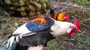 Wow Matap Dapat Lagi Ayam Hutan Jalak Yang Paling Langka Di Dunia Youtube