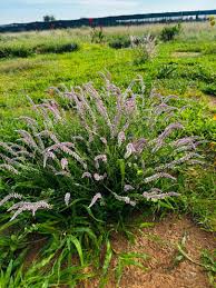 Image result for Dicerocaryum eriocarpum