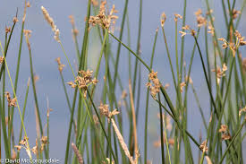 Image result for Schoenoplectus confusus