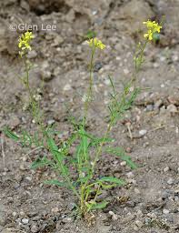 Image result for Sisymbrium