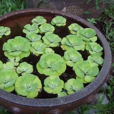 As a beginner, this package will red root floaters can grow tiny white flowers, which will enhance the beauty of the aquarium. 10 Aquatic Plants For Your Fountain Free Floating Flowers Greenery Small Water Gardens Water Garden Plants Water Plants Indoor