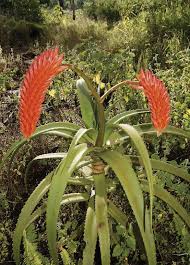 Image result for Aloe mossurilensis