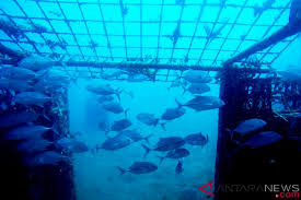 Maybe you would like to learn more about one of these? Kkp Dan Fao Akan Kembangkan Ekosistem Laut Besar Indonesia Antara News