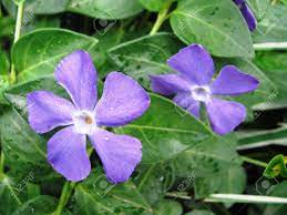Incarnata has many common names, including purple passionflower and what is this plant? Light Purple Flowers Of Vinca Minor Stand Out Against The Dark Green Leaves Stock Photo Picture And Royalty Free Image Image 13726970