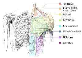 Extensive Anatomy Drawing Guide Muscle Anatomy Anatomy Body Anatomy