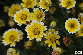 Image result for Chrysanthemoides