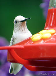 Check spelling or type a new query. White Leucistic Ruby Throated Hummingbird At Inniswood Gardens Trekohio