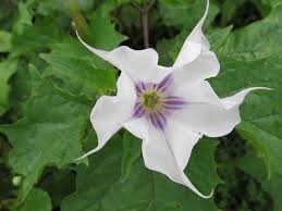 Image result for Solanaceae