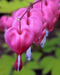 Bleeding Hearts Fuschia Bleeding Heart Flower Bleeding Hearts Fuchsia Flowers