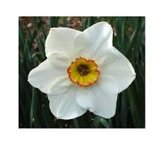 Pin By Michelle Sweet Burt On Tattoos Narcissus Flower Narcissus Flower Tattoos Birth Flowers