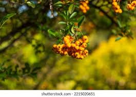 Image result for Pyracantha coccinea soleil d'or