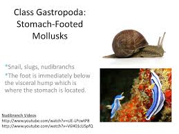 It can't be pig snail, right? Ppt Phylum Mollusca Powerpoint Presentation Free Download Id 6100279