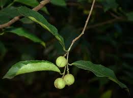 Image result for Rawsonia lucida
