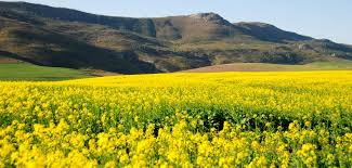 Pilates with Lana Ackerman