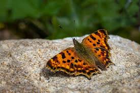 Image result for Polygonia c-album