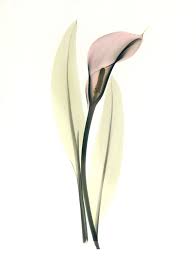 Calla lily tattoos that you can filter by style, body part and size, and order by date or score. 250 Lily Tattoo Designs With Meanings 2021 Flower Ideas Symbols