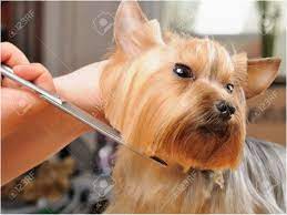 33 Coiffure Courte Pour Yorkshire Traitement