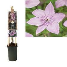 Some varieties will flourish in shade. Clematis Climbing Plants Ernest Markham 3 0 Large Flowered Florastore