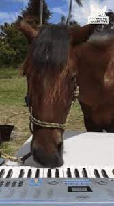 We did not find results for: Happy Horse Gifs Tenor