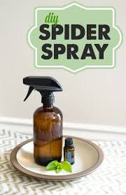 natural spider spray