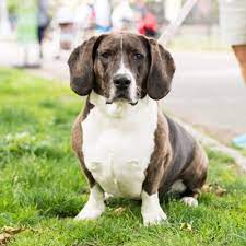 He's a basset hound/pitbull mix. Basset Hound Pitbull Mix Puppies Petfinder