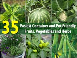 If you live in an apartment and have no room to garden, for example, container gardening could be your only way to grow plants. The 35 Easiest Container And Pot Friendly Fruits Vegetables And Herbs Diy Crafts