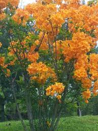 Jump to navigationjump to search. Fire Azalea Agac Cicek