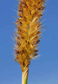 Image result for Cenchrus purpureus