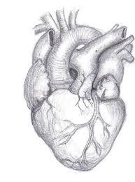 Heart + wings + flames. Pencil Drawing Human Heart Human Heart Drawing Heart Drawing Heart Pencil Drawing