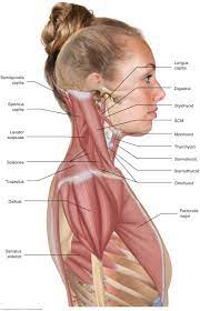 Human muscles of the shoulder and neck poster. Https Www Learnmuscles Com Wp Content Uploads 2017 08 Lateral View Jpg Body Anatomy Human Body Anatomy Neck Muscle Anatomy