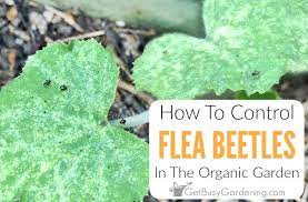 Flea beetles can help control weeds, but that's it. How To Control Flea Beetles In The Organic Garden Get Busy Gardening