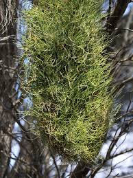 Image result for Casuarina verticillata