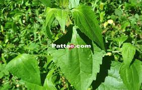 Check spelling or type a new query. Daun Balakacida Menyimpan Banyak Manfaat Bagi Kesehatan