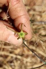 Image result for Trochomeria macrocarpa