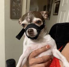 As soon as the dog stops mouthing or licks your limp hand, praise her and start the process again. My Puppy Won T Stop Biting Me I Ve Tried Everything What Should I Do We Love Doodles