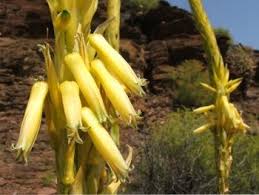 Image result for Aloe cannellii