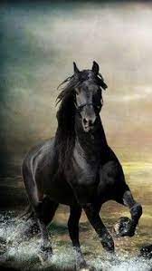 Unduh stok foto pegasus di stok agen fotografi terbaik dengan jutaan stok foto, gambar dan lukisan premium berkualitas tinggi bebas royalti dengan harga yang wajar. 21 Ide Kuda Hitam Terbaik Kuda Hitam Kuda Hitam