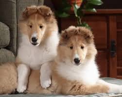 Why buy a collie puppy for sale if you can adopt and save a life? Collie Puppies Wyndlair Collies