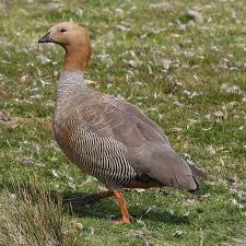 Image result for Rhipidoglossum eggelingii