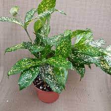 Start by fertilizing your gold dust plant once per month in the growing season. Dracaena Surculosa Tips For Growing Dracaena Gold Dust Plant
