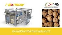 Raynbow sorting machine for walnuts | RAYTEC VISION SpA