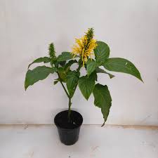 Image result for Justicia aurea